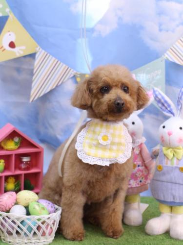 20240321チョコちゃん